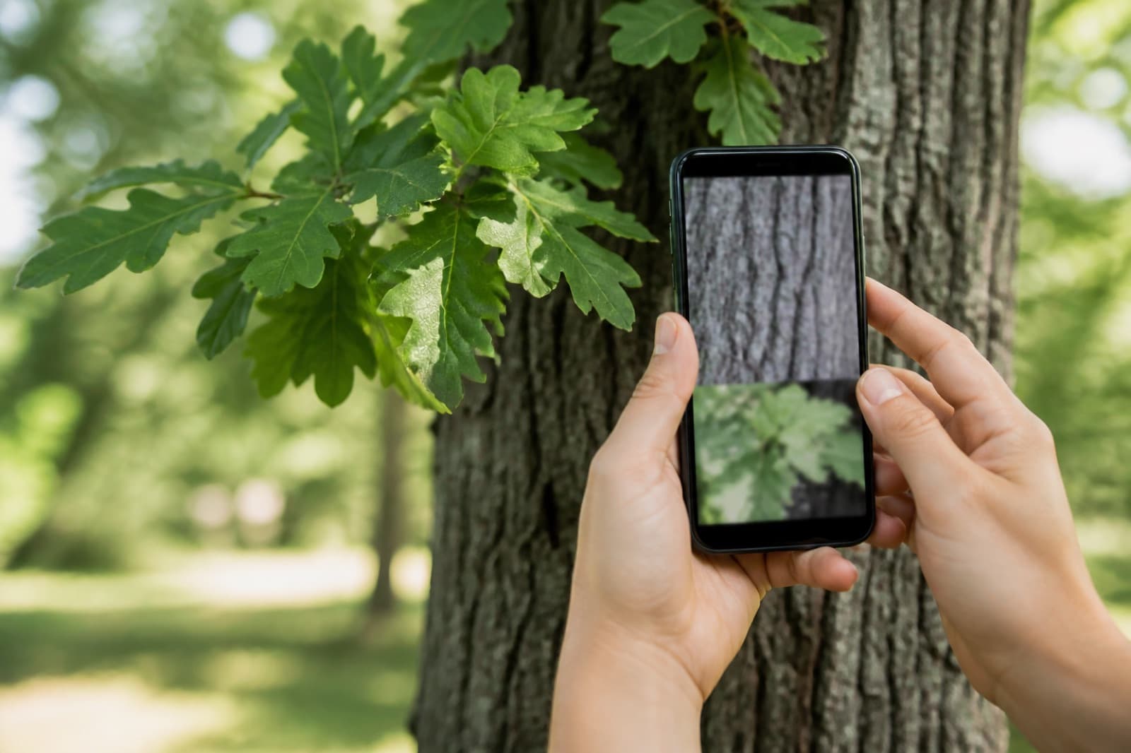 Tree photo tips for better identification
