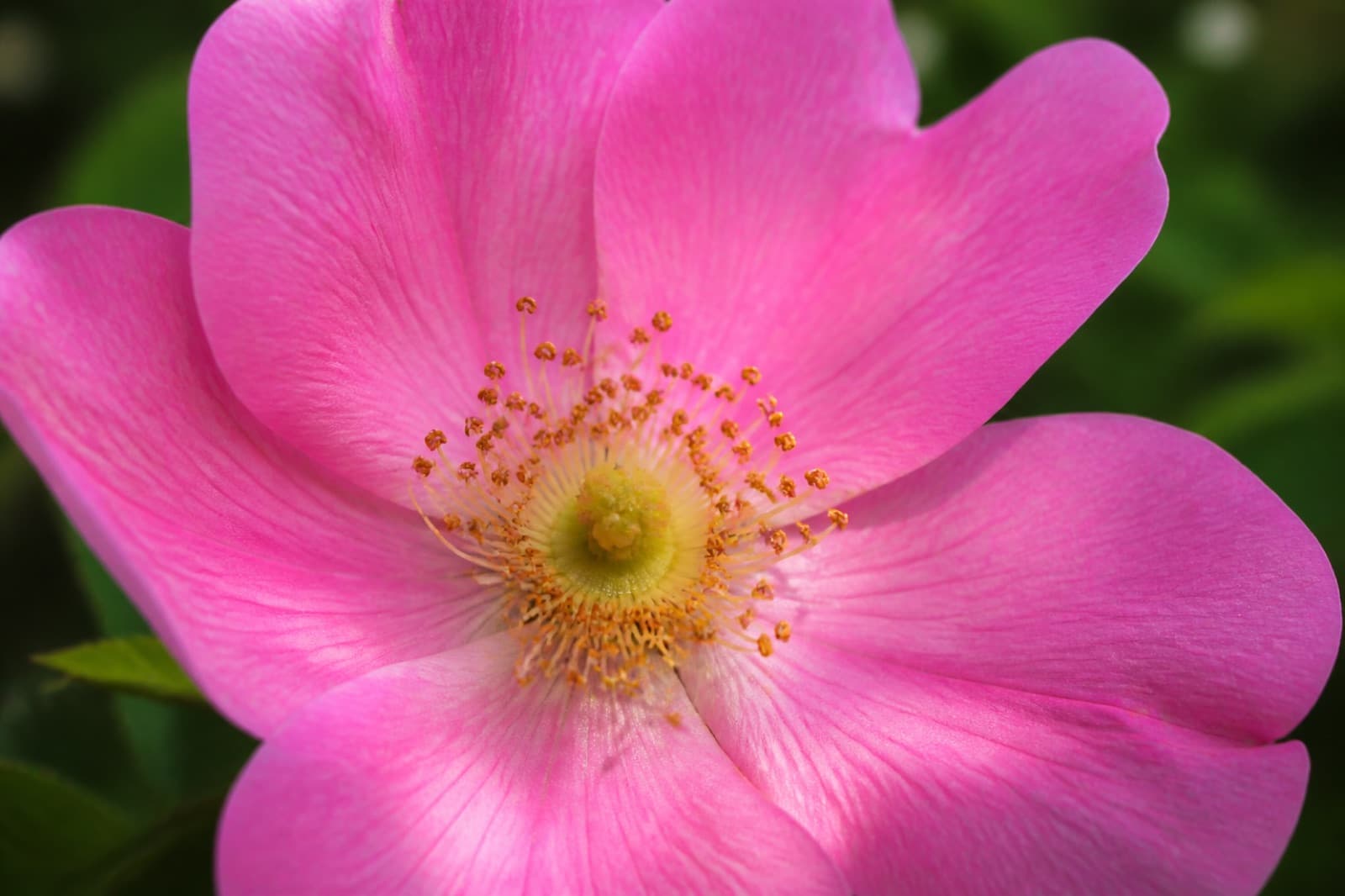 Close-up of flower petals and bloom center for identifying flower type