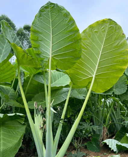 Elephant ear plant viewed from below with huge veined green leaves