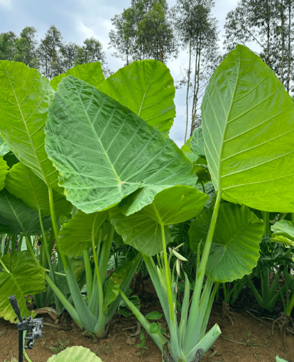 Cluster of elephant ear plant leaves with thick pale green stalks in garden soil