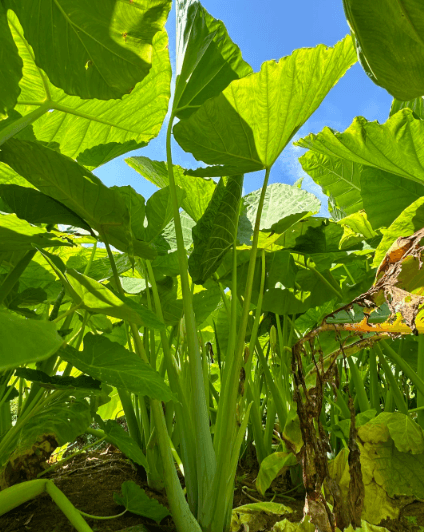 Looking up through elephant ear plant leaves toward blue sky