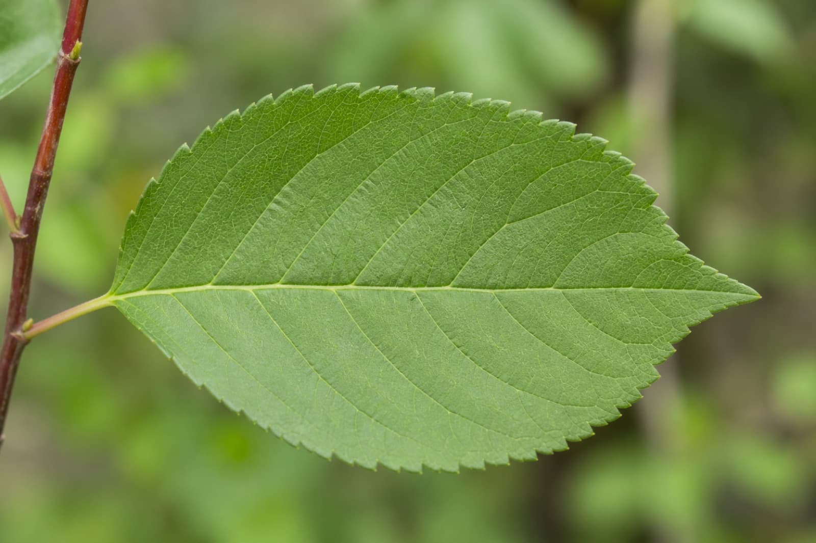 Close-up of a plant leaf showing margin, veins, and petiole for identification