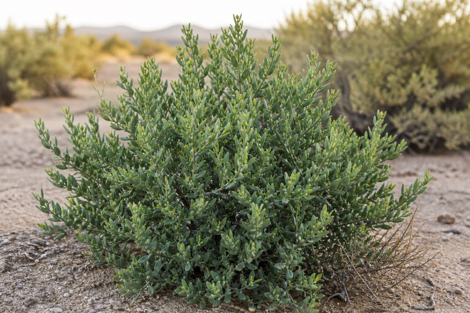 Dense Simmondsia jojoba shrub growing in arid desert landscape