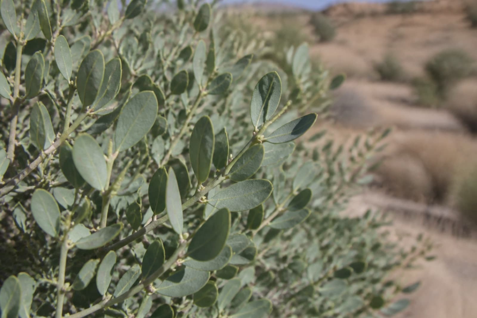 Close-up of Simmondsia jojoba leathery gray-green leaves