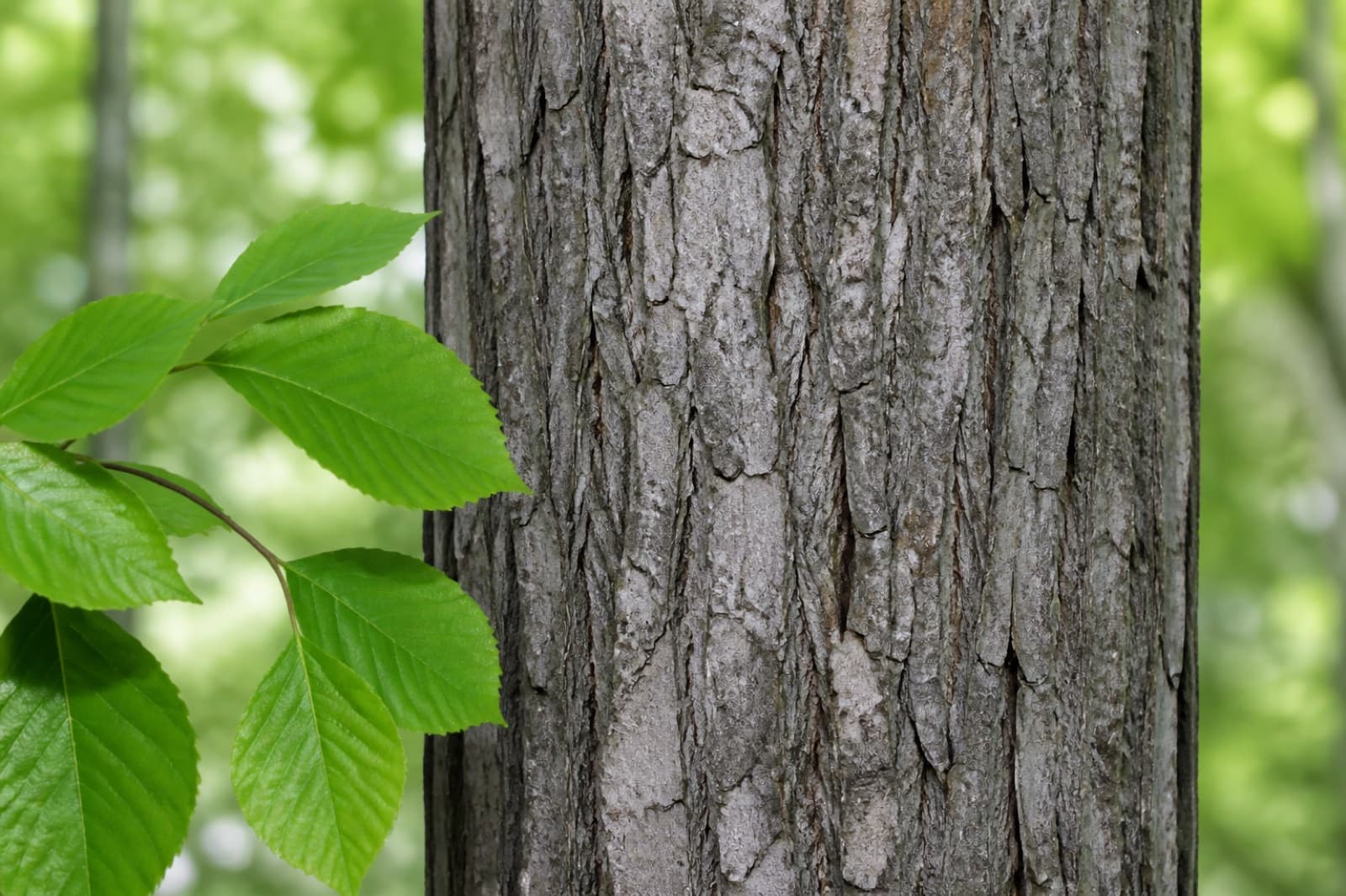 Close-up of tree bark texture with green leaves for tree identification